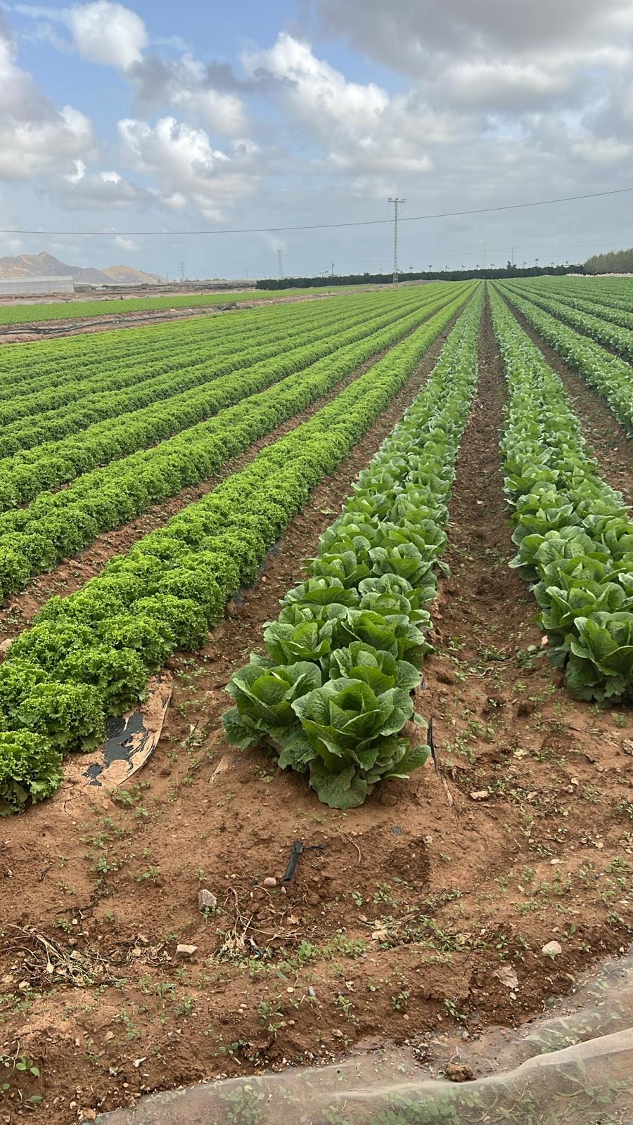 Cultures maraîchères en rangs, paysage agricole